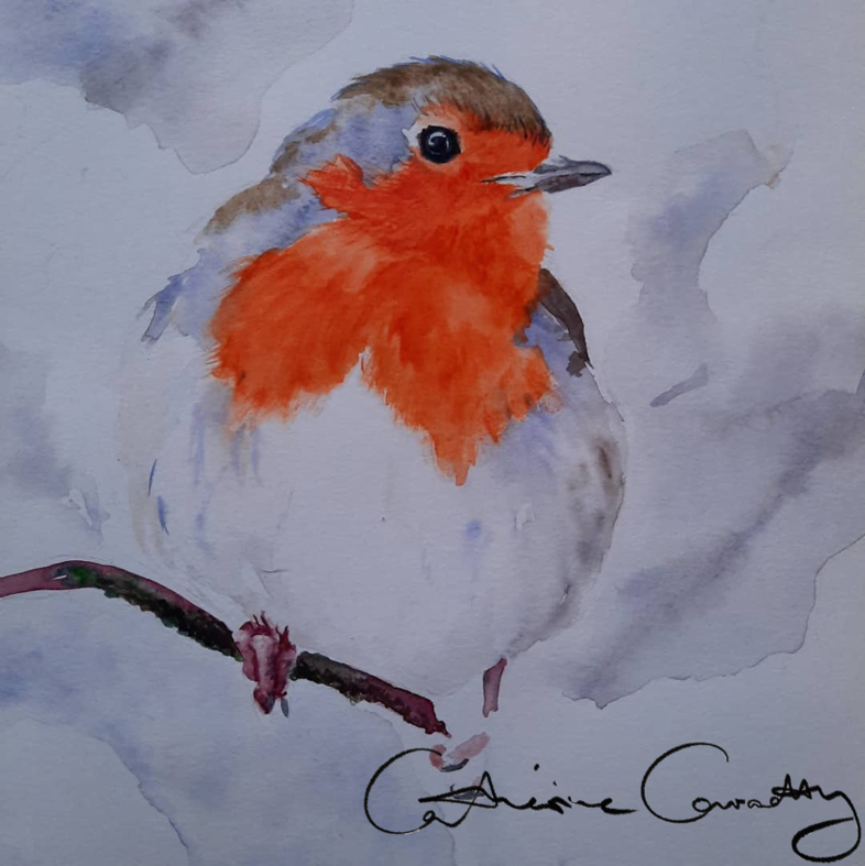 Zeichnung eines Rotkehlchens von Cathérine Conrady Zeichnung eines Rotkehlchens