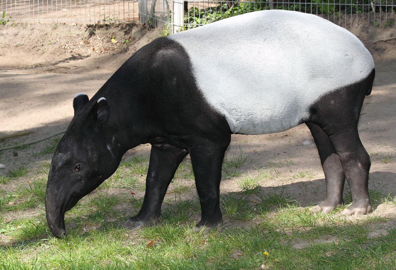 Schabrackentapir, Foto: Carl Peter Herbolzheimer