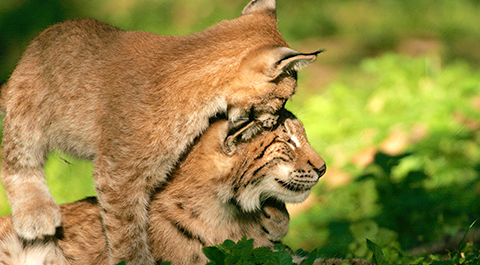 Luchse (Foto: Wolfgang Willner)